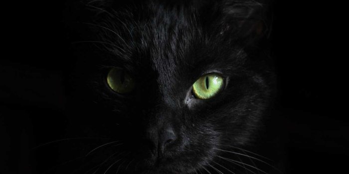 1336x768 Black Cat Green Eyes HD Wallpaper (1336x768)