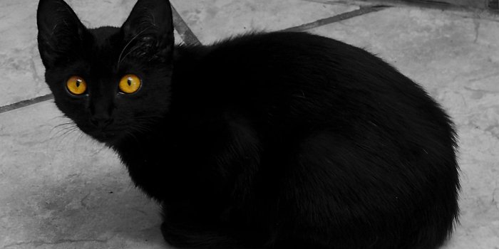 1680x1050 Black cat with yellow eyes by Luna Gata Preta - Desktop Wallpaper