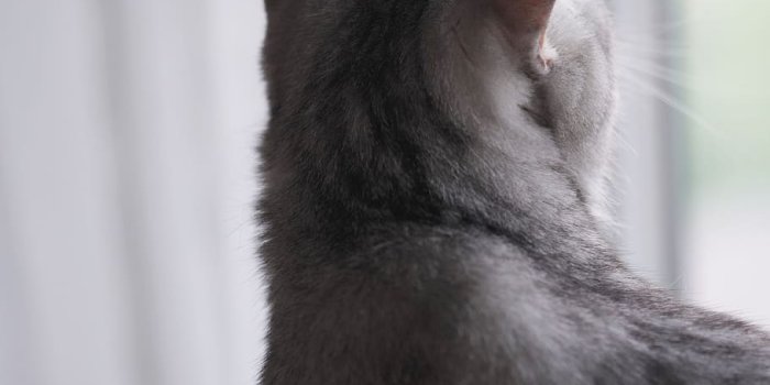 910x1138 HD wallpaper: animal, pet, cat, mammal, manx, kitten, black cat