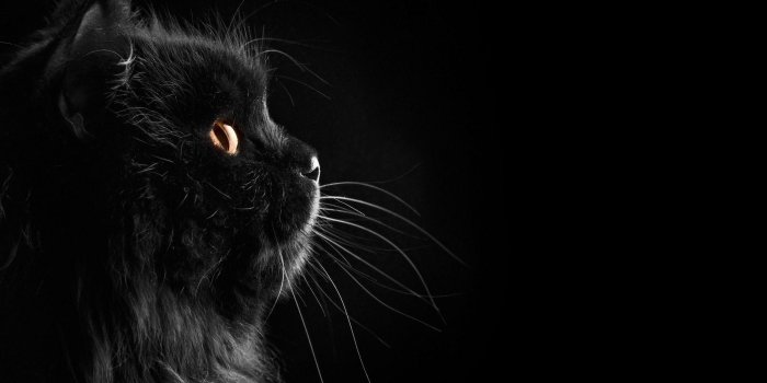 2560x1600 Download Abstract Cat Wallpaper, HD Backgrounds Download - itl.cat