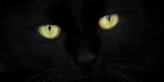 3840x2160 Wallpaper Black Cat ·① WallpaperTag