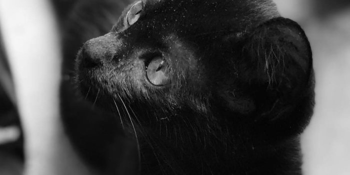 910x1618 HD wallpaper: cat, black cat, animal, mammal, pet, r. jose