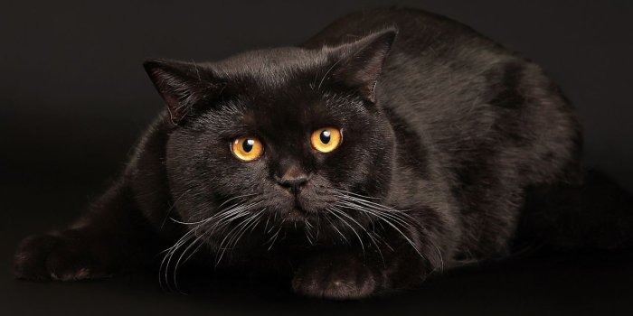 1280x800 Angry fat black cat Desktop wallpapers 1280x800