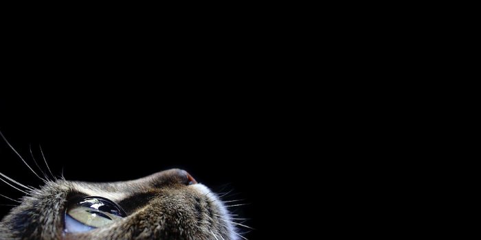 1600x900 Black cat desktop wallpaper - SF Wallpaper