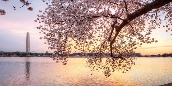 2048x790 2048x790 cherry blossom free computer wallpaper | Beautiful