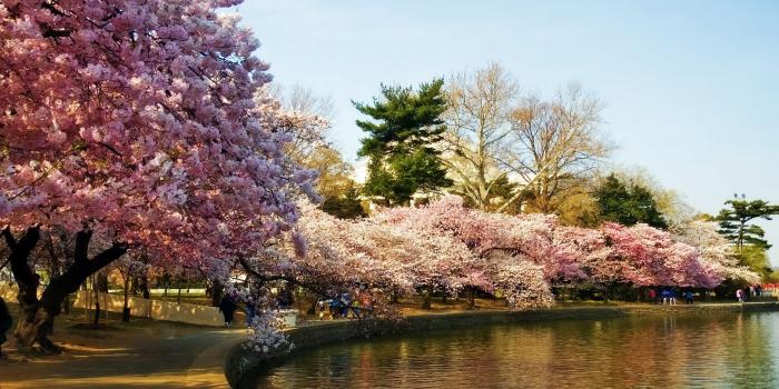 1920x1200 Free download landscapes cherry blossoms trees washington dc HD