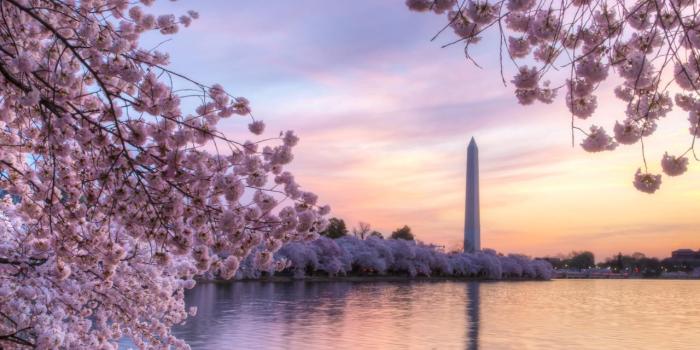 1280x960 Washington Dc Cherry Blossoms Wallpaper , Free Stock Wallpapers on