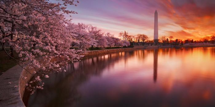 1600x1067 DC Cherry Blossom Desktop Wallpapers - Top Free DC Cherry Blossom