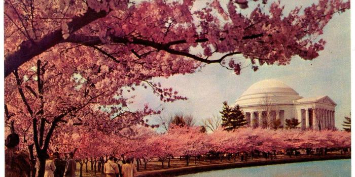 1709x992 Cool Grainy Shot Of Cherry Blossoms In D - Cherry Blossom Dc