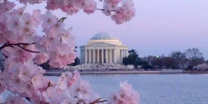 1600x1200 46+] Washington DC Cherry Blossom Wallpaper on WallpaperSafari