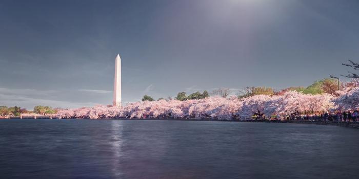 1920x1080 Cherry blossoms near Washington Monument wallpaper - World