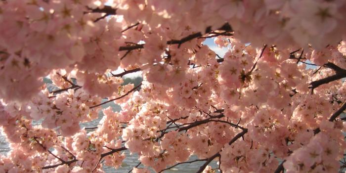 2592x1944 File:IMG 2383 - Washington DC - Tidal Basin - Cherry Blossoms.JPG