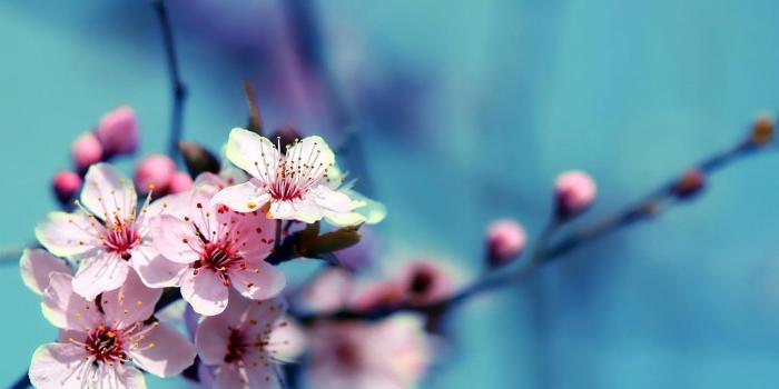 1920x1080 Cherry Blossoms Desktop Wallpaper posted by Ryan Mercado