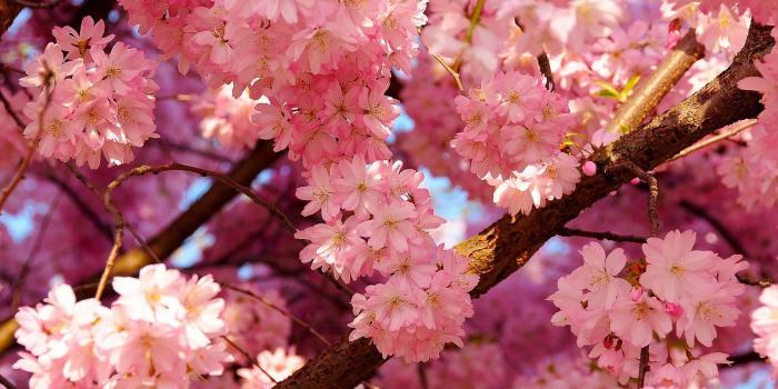 1680x1050 Wallpapers, Botanic,flowers, Nature, Desktop Backgrounds