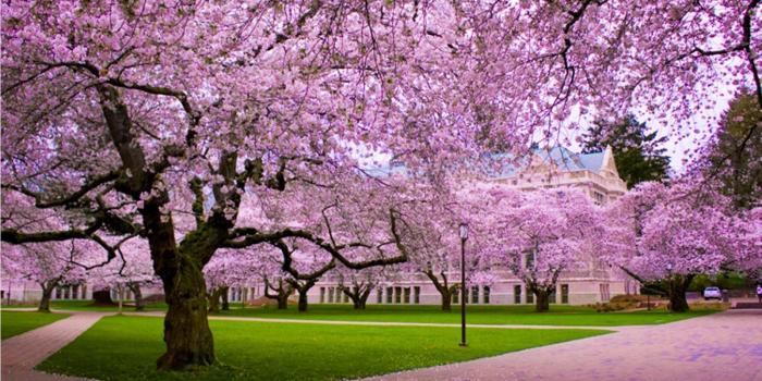 1600x1067 Cherry Blossom Tree Backgrounds Group (52+)