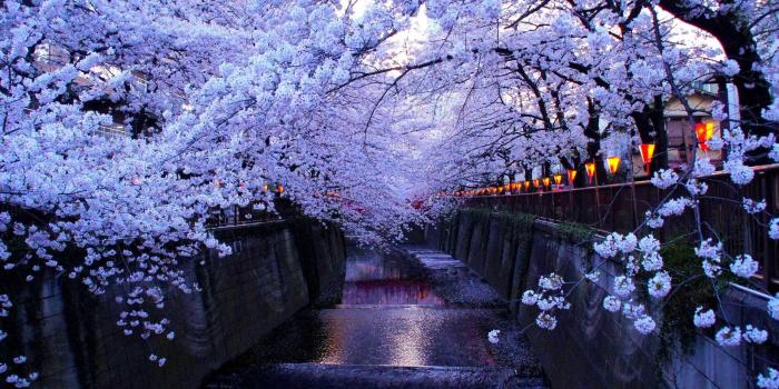 1920x1080 Anime Cherry Blossom Wallpaper - Cherry Blossom Wallpaper Desktop