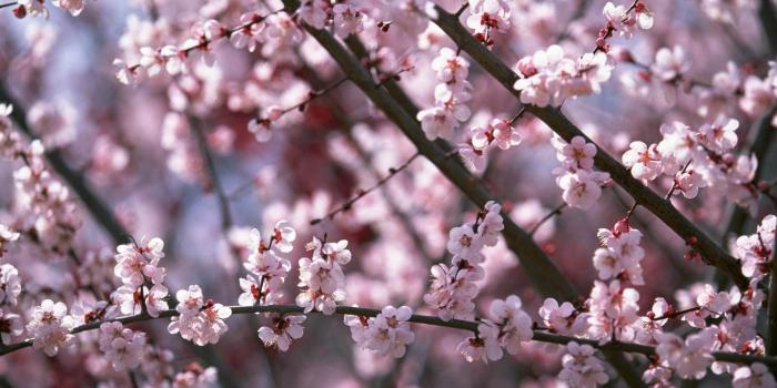 1920x1080 Cherry Blossom Desktop Wallpaper ·① WallpaperTag