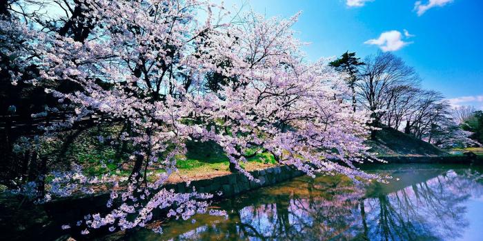 1920x1080 Cherry Blossom Wallpaper for Desktop (75+ images)