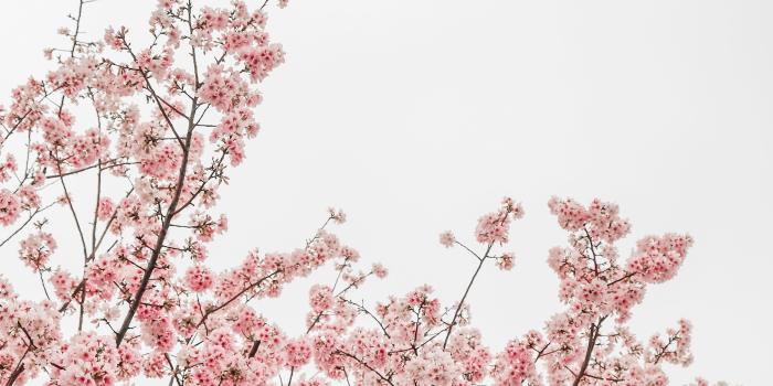 3264x4896 Cherry Blossom Wallpapers: Free HD Download [500+ HQ] | Unsplash