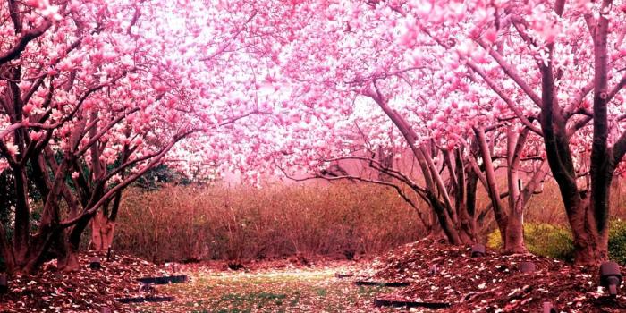 1280x1024 cherry blossom landscape wallpaper - (#89645) - HQ Desktop