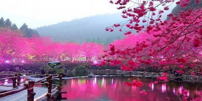 1920x1080 299O25M Cherry Blossom Desktop Backgrounds 1920x1080 px - Picserio.com