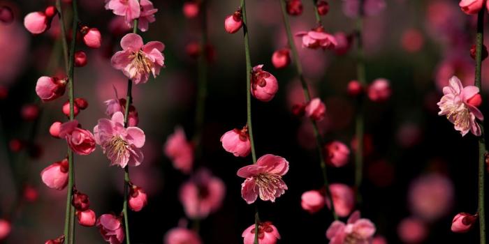 1600x1000 Best 53+ Desktop Backgrounds Cherry on HipWallpaper | Beautiful