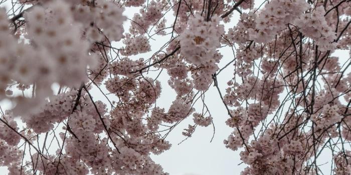 1000x1499 Washington Dc Cherry Blossoms Pictures | Download Free Images on
