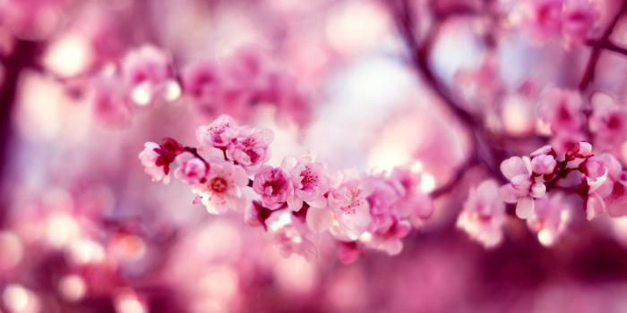 2560x1600 Cherry Blossom Hd Wallpaper on WallpaperGet.com