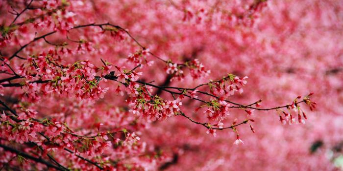 5184x3456 Blossom 5k Retina Ultra HD Wallpaper | Background Image