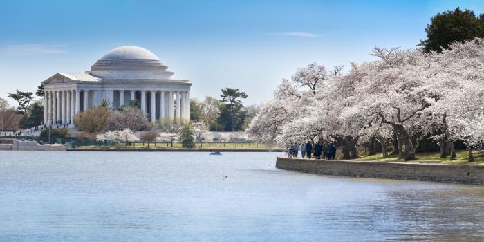 7583x3628 History of the National Cherry Blossom Festival in Washington
