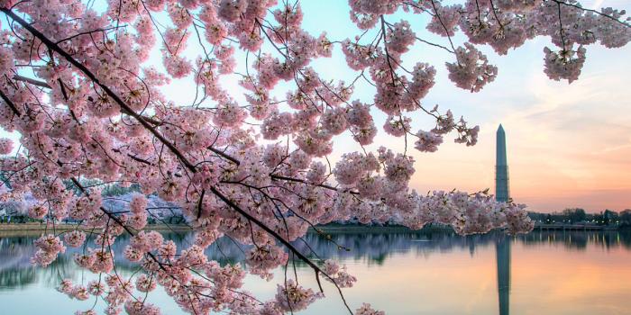 1200x841 National Cherry Blossom Festival - InfoHostels.com
