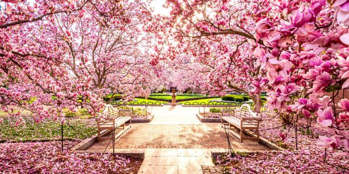 1280x960 Blossom wallpapers, Earth, HQ Blossom pictures | 4K Wallpapers 2019