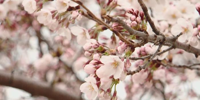 1920x1080 Coronavirus concerns may have impact on Cherry Blossom Festival