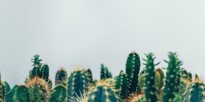 5760x3646 Cactus Wallpapers: Free HD Download [500+ HQ] | Unsplash