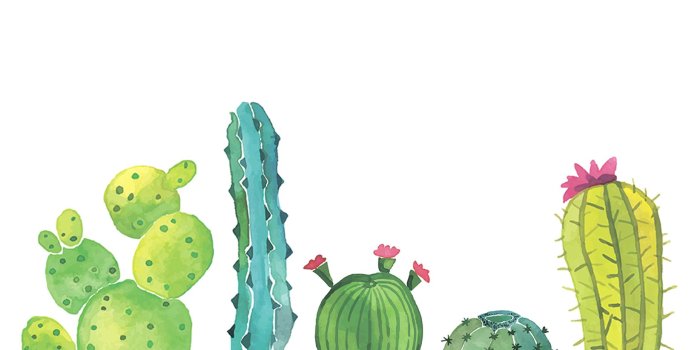 1856x1161 Cactus Wallpapers - Top Free Cactus Backgrounds - WallpaperAccess