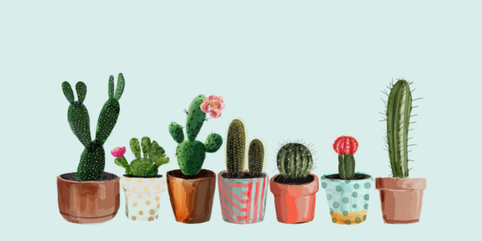 1280x720 desktop cactus background shared by Raquel Roman