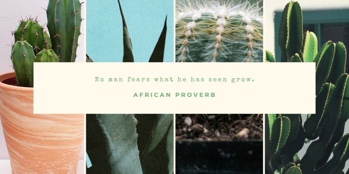 1600x900 Green Cactus Nature Desktop Wallpaper - Templates by Canva