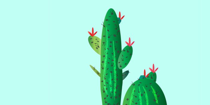 1920x1080 Cactus HD Wallpaper