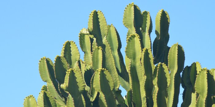 2560x1440 Cactus Wallpaper Background Pictures 49 2560x1440 px