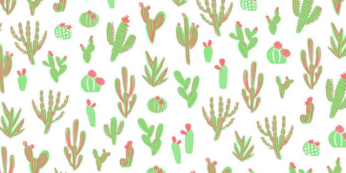1100x735 Free download Download Cactus Desktop Wallpaper [1100x735] for