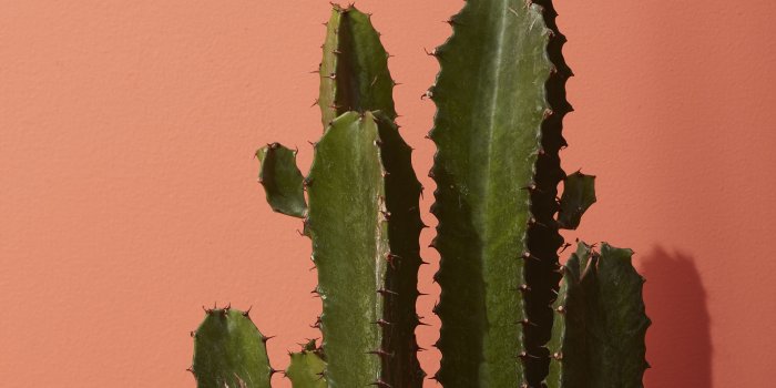 5120x2880 Cactus Desktop Wallpaper posted by Zoey Cunningham