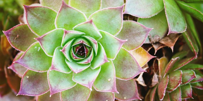 3840x2160 Cactus Flower Wallpaper - iPhone, Android & Desktop Backgrounds