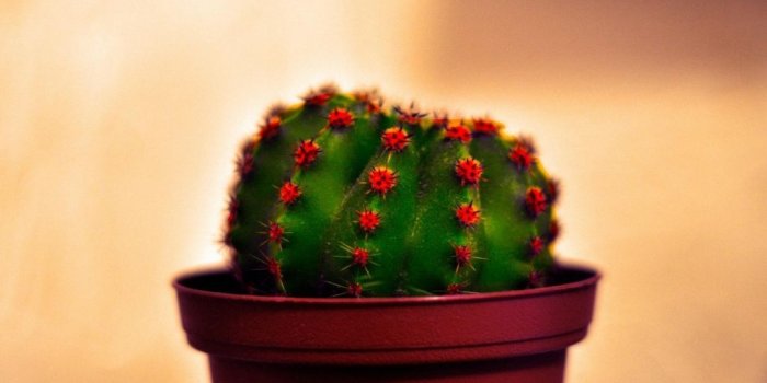 1024x768 Potted Cactus HD Desktop Wallpaper | Cactus, Plants, Theme pictures