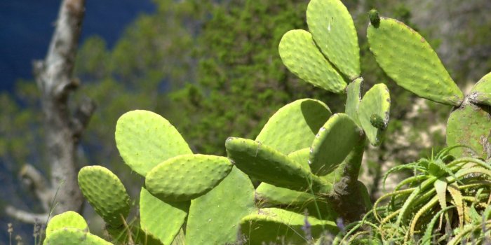 1600x1050 Cactus Computer Wallpaper Pictures 48 1600x1050 px