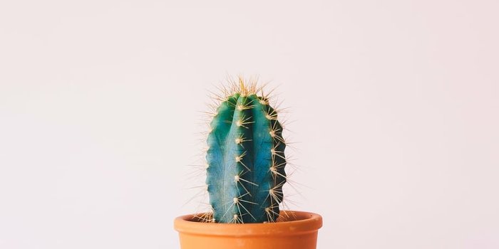 910x1115 HD wallpaper: green cactus, brown, pot, plants, nature, spikes