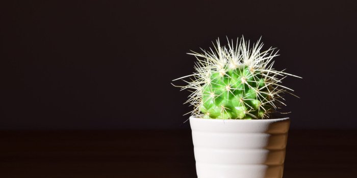 1920x1080 22 Cactus Wallpapers - WallpaperBoat