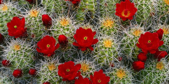 1600x900 beautiful desktop wallpapers 2014: Cactus flower wallpaper