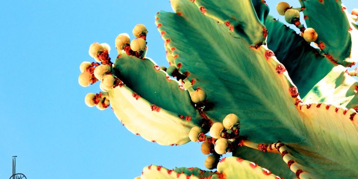 3554x1999 Bleeding Cactus Ultra HD Desktop Background Wallpaper for 4K UHD