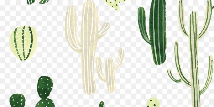 820x1490 Desktop Wallpaper Cactaceae IPhone Wallpaper, PNG, 1000x1818px
