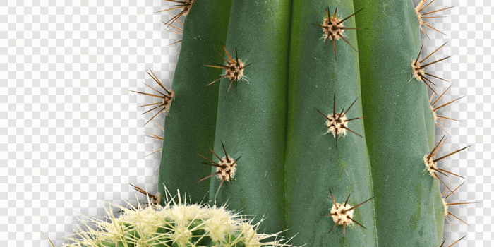 920x977 Cactaceae, cactus, cactaceae, cactus, desktop Wallpaper png | PNGWing